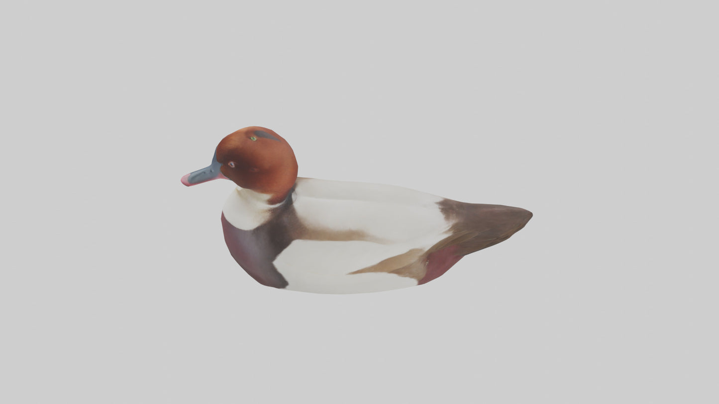 Common Pochard swimming model VR / AR / low-poly
