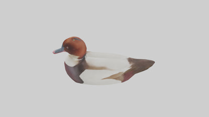 Common Pochard swimming model VR / AR / low-poly