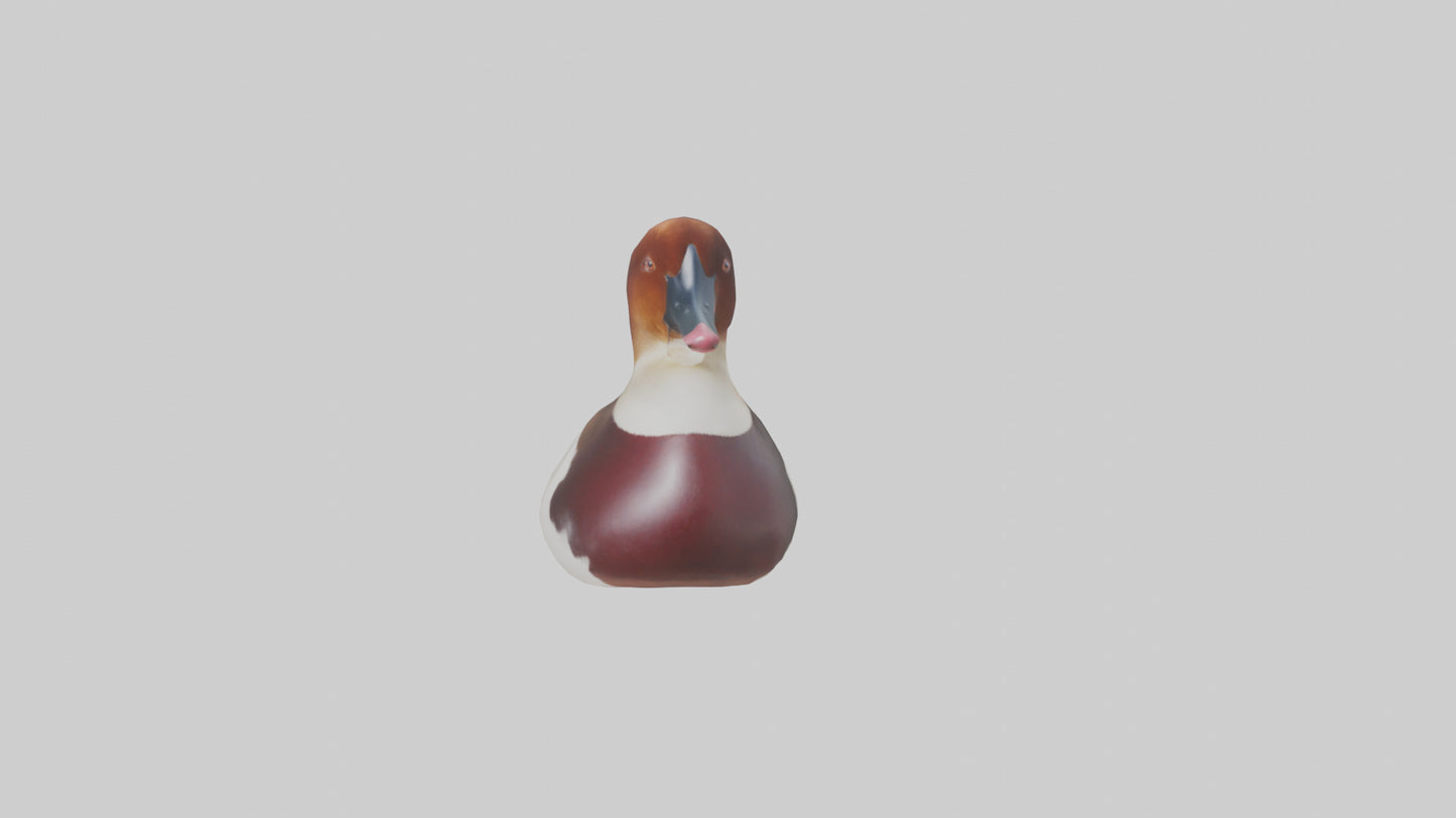 Common Pochard swimming model VR / AR / low-poly