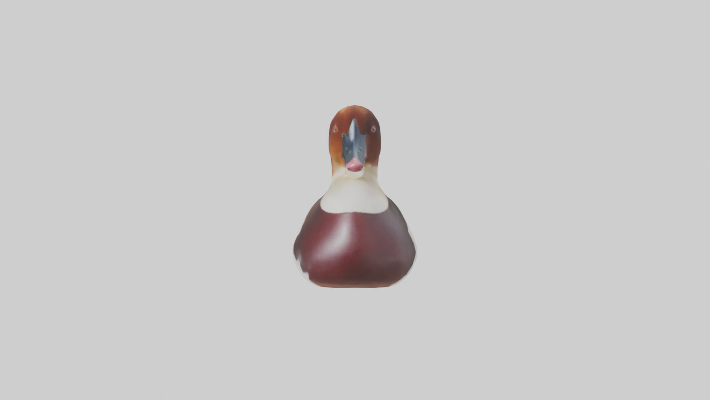 Common Pochard swimming model VR / AR / low-poly