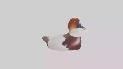 Common Pochard swimming model VR / AR / low-poly