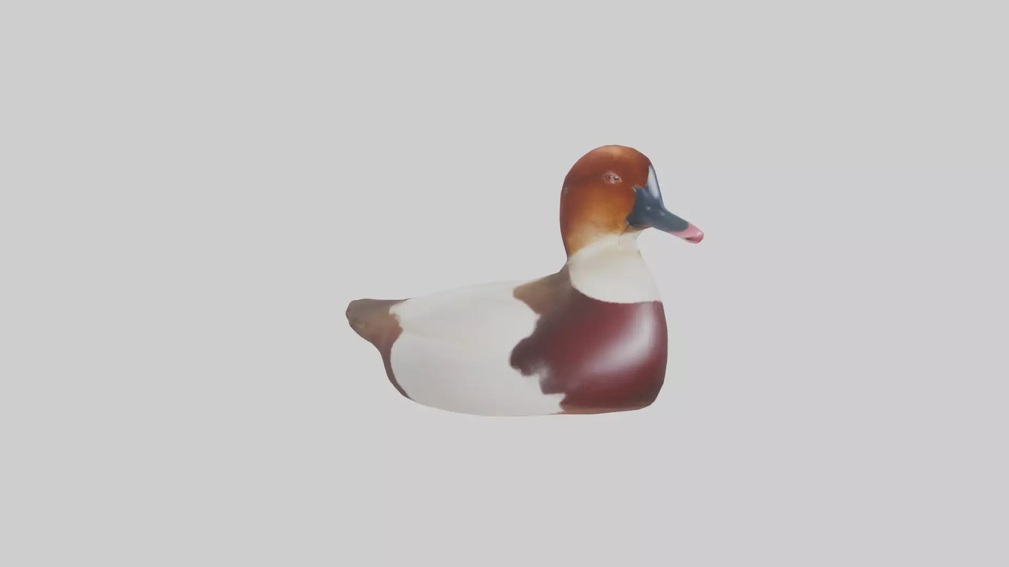 Common Pochard swimming model VR / AR / low-poly