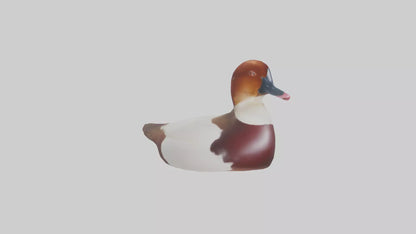 Common Pochard swimming model VR / AR / low-poly