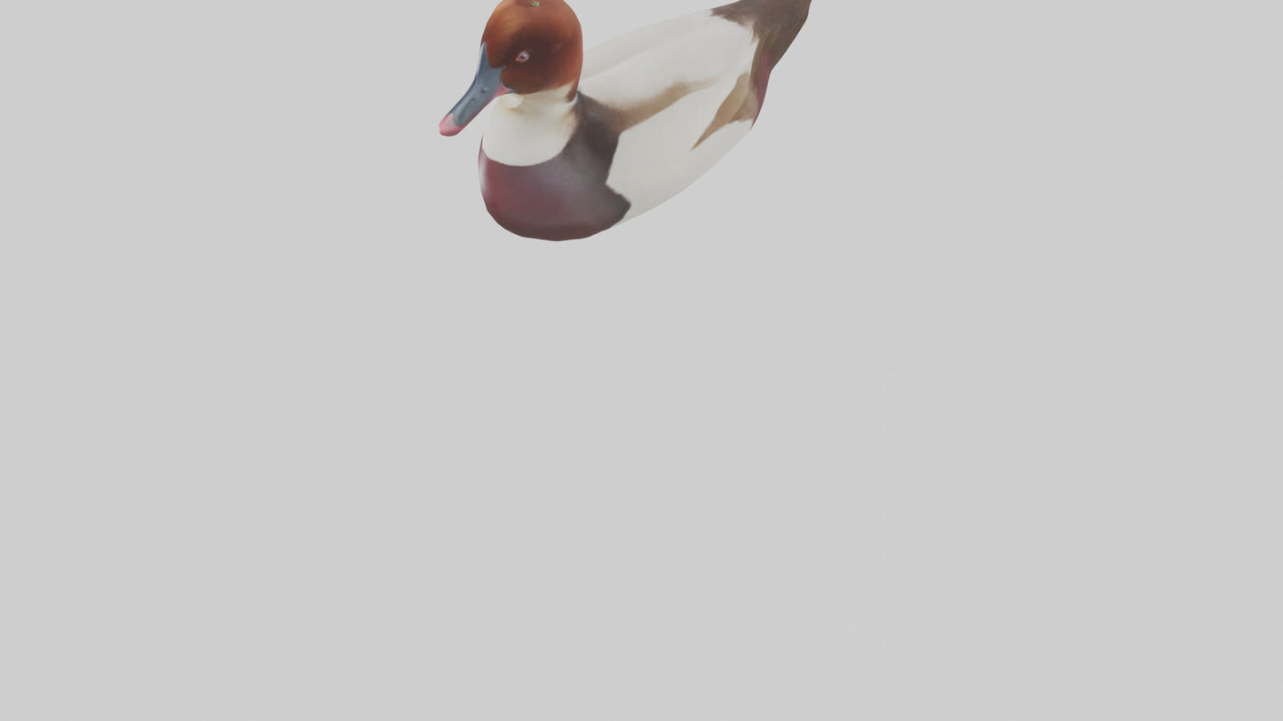 Common Pochard swimming model VR / AR / low-poly