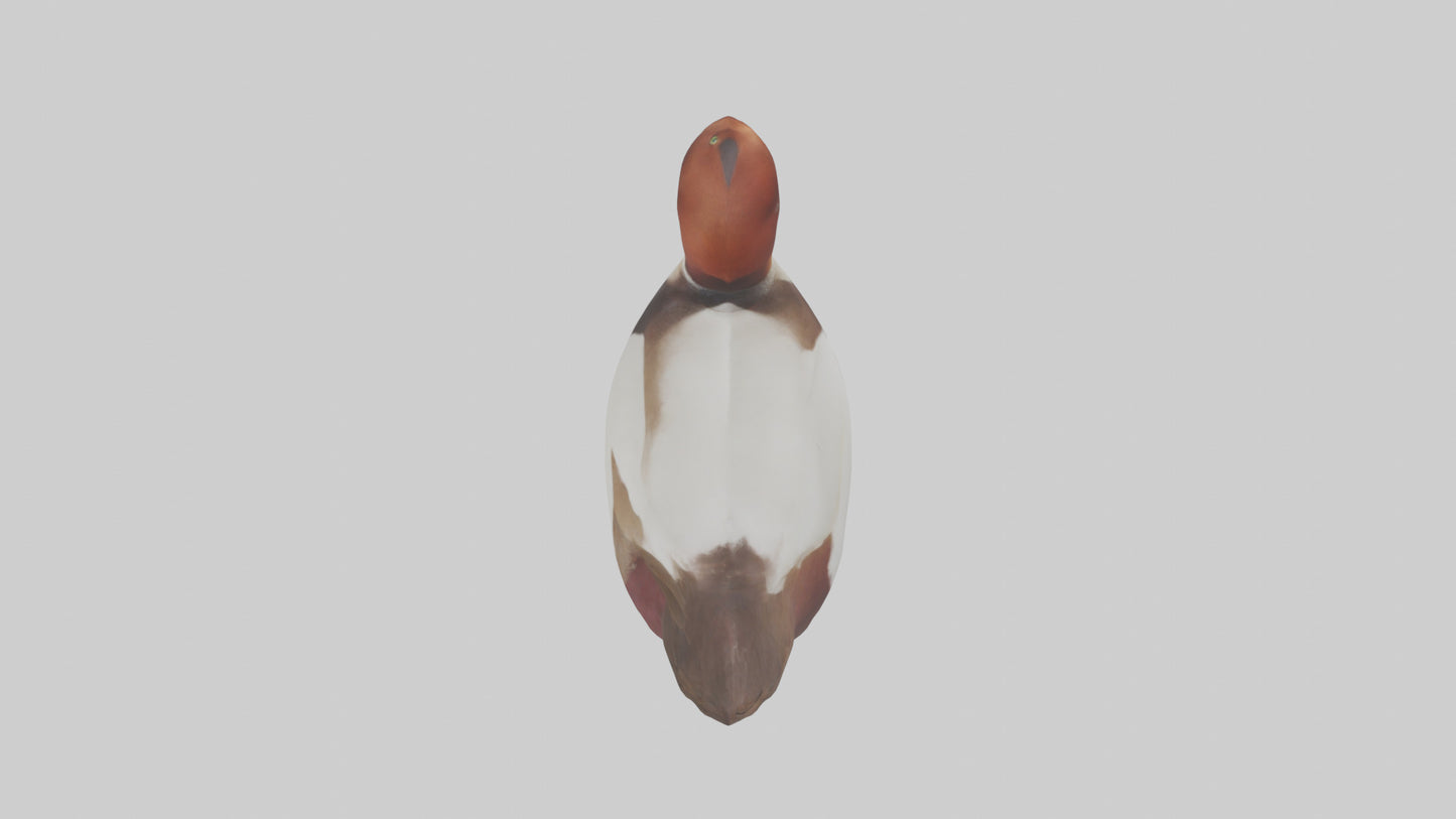 Common Pochard swimming model VR / AR / low-poly