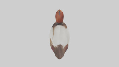 Common Pochard swimming model VR / AR / low-poly