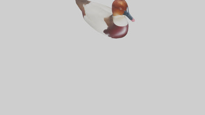 Common Pochard swimming model VR / AR / low-poly