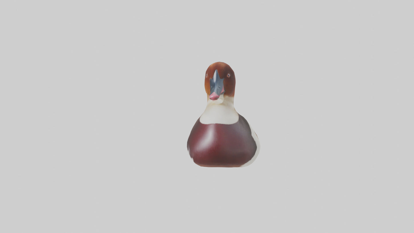 Common Pochard swimming model VR / AR / low-poly