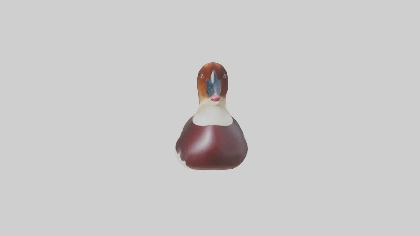 Common Pochard swimming model VR / AR / low-poly