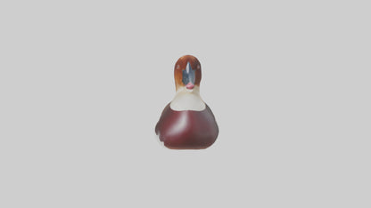 Common Pochard swimming model VR / AR / low-poly