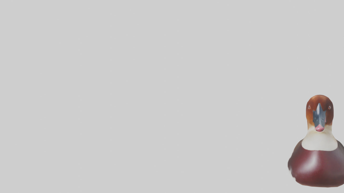 Common Pochard swimming model VR / AR / low-poly