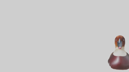 Common Pochard swimming model VR / AR / low-poly