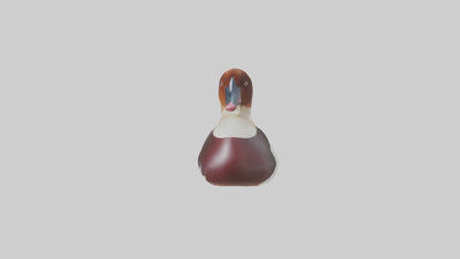 Common Pochard swimming model VR / AR / low-poly