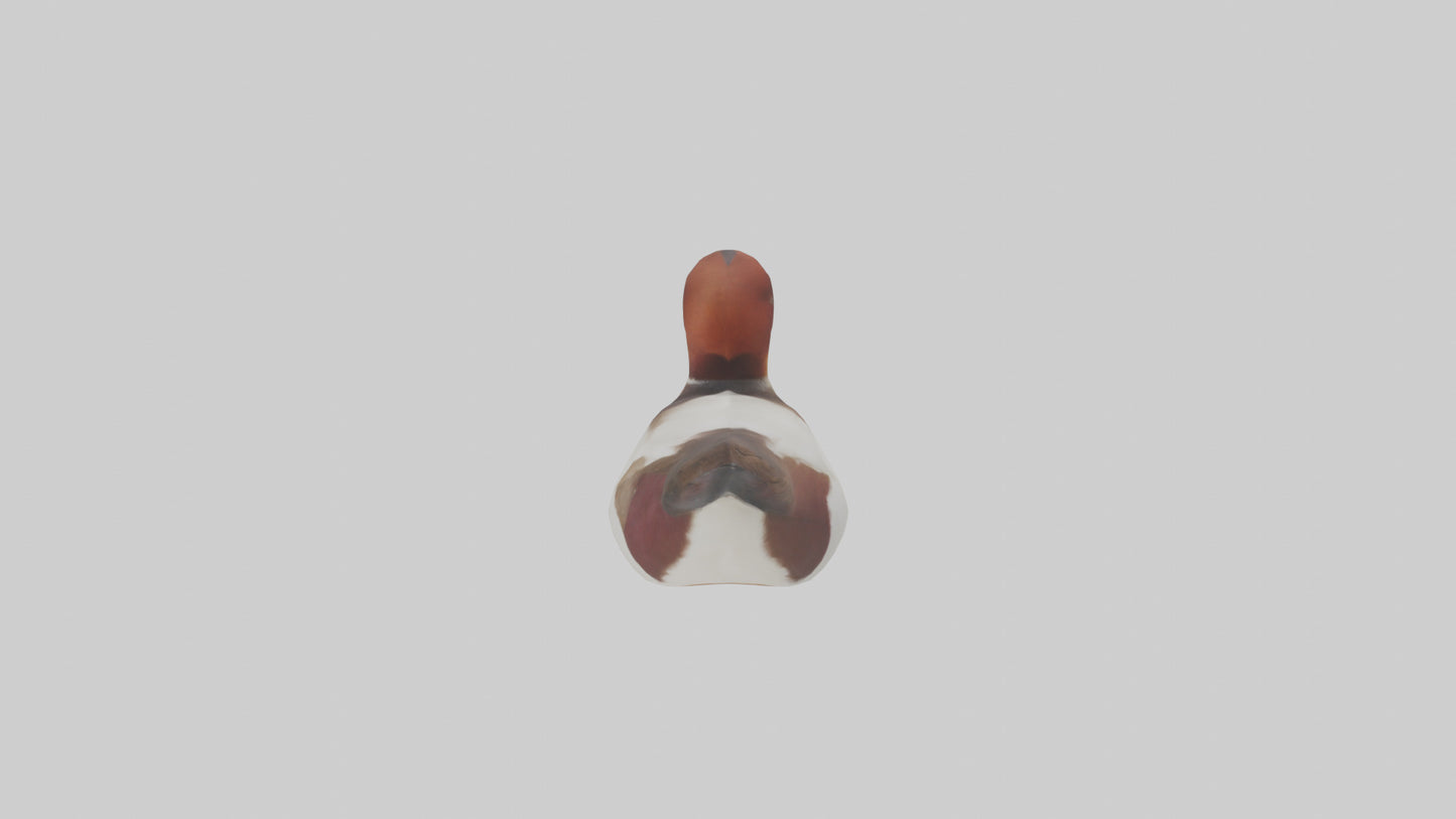 Common Pochard swimming model VR / AR / low-poly