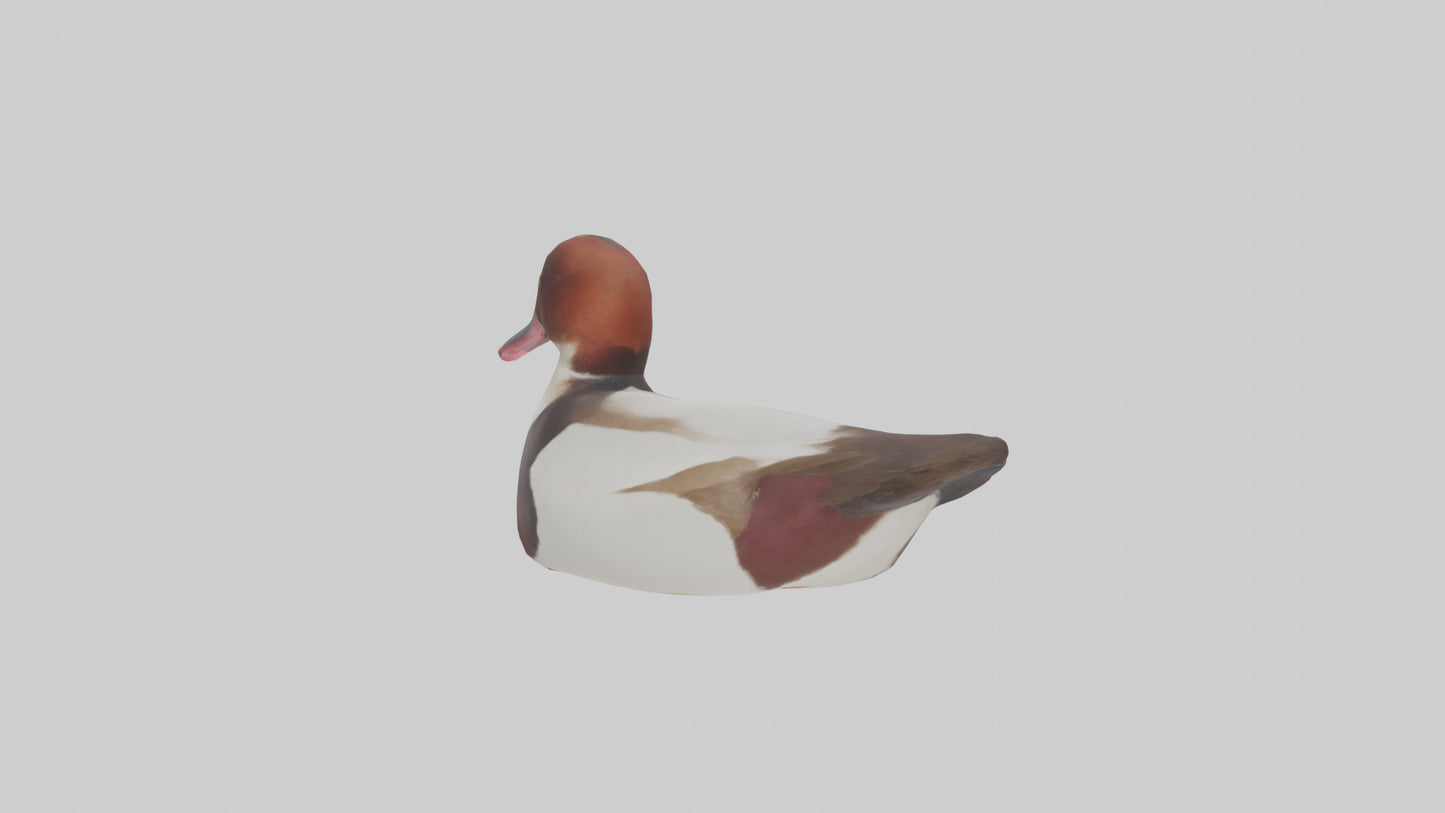 Common Pochard swimming model VR / AR / low-poly