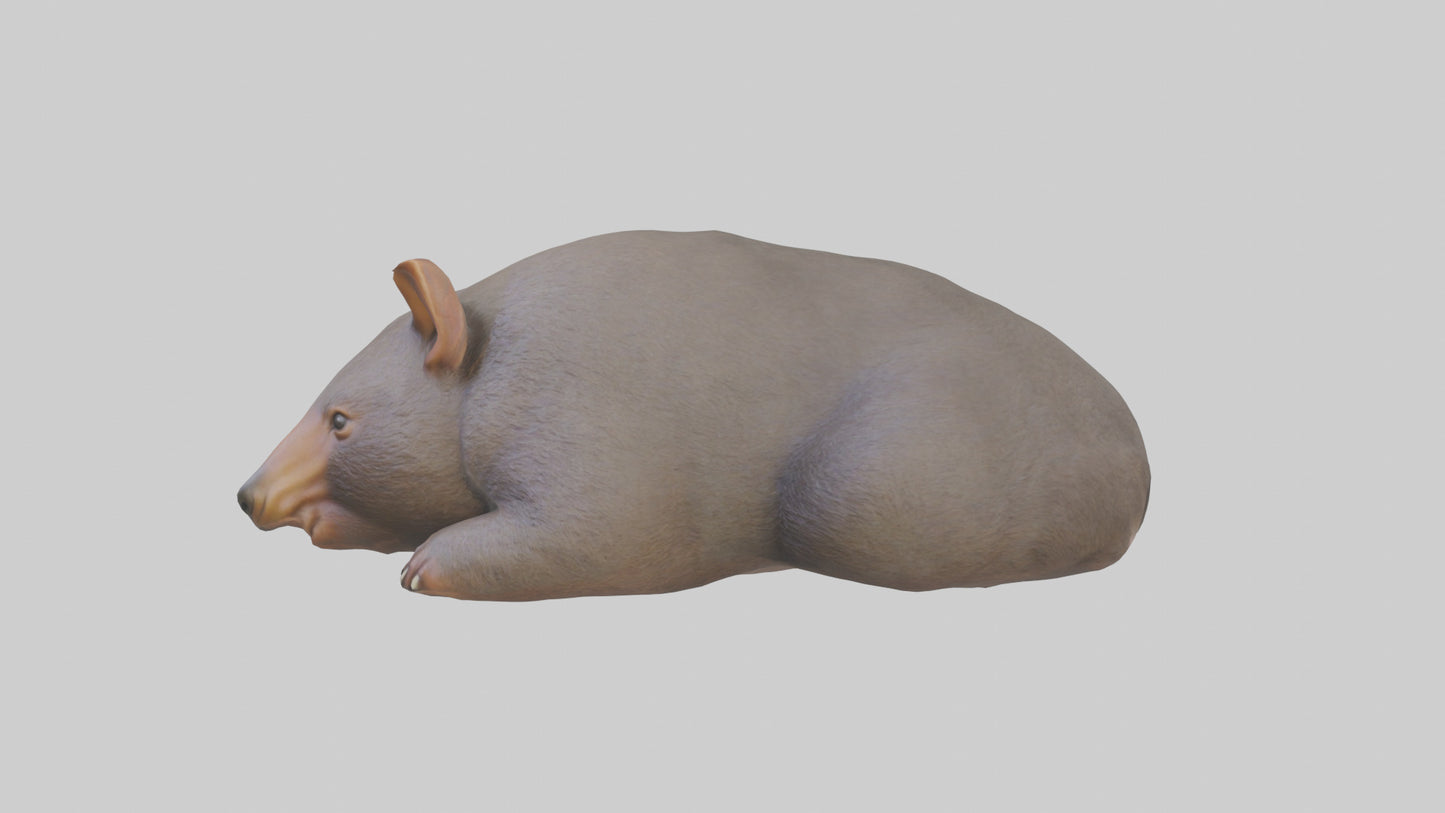 Common Wombat resting model VR / AR / low-poly