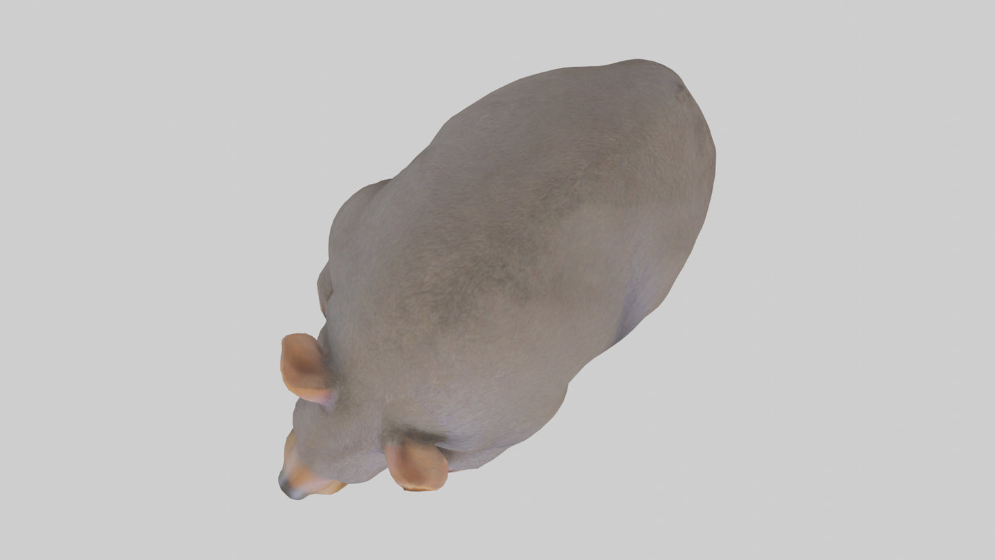 Common Wombat resting model VR / AR / low-poly
