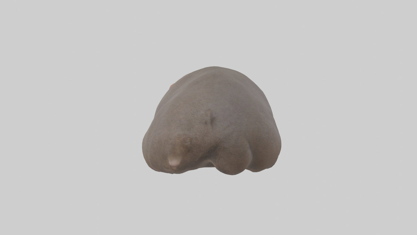 Common Wombat resting model VR / AR / low-poly