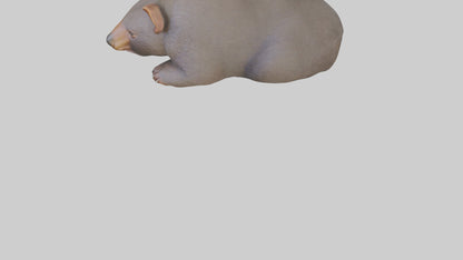 Common Wombat resting model VR / AR / low-poly
