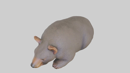 Common Wombat resting model VR / AR / low-poly