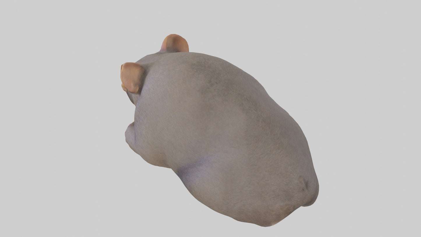Common Wombat resting model VR / AR / low-poly