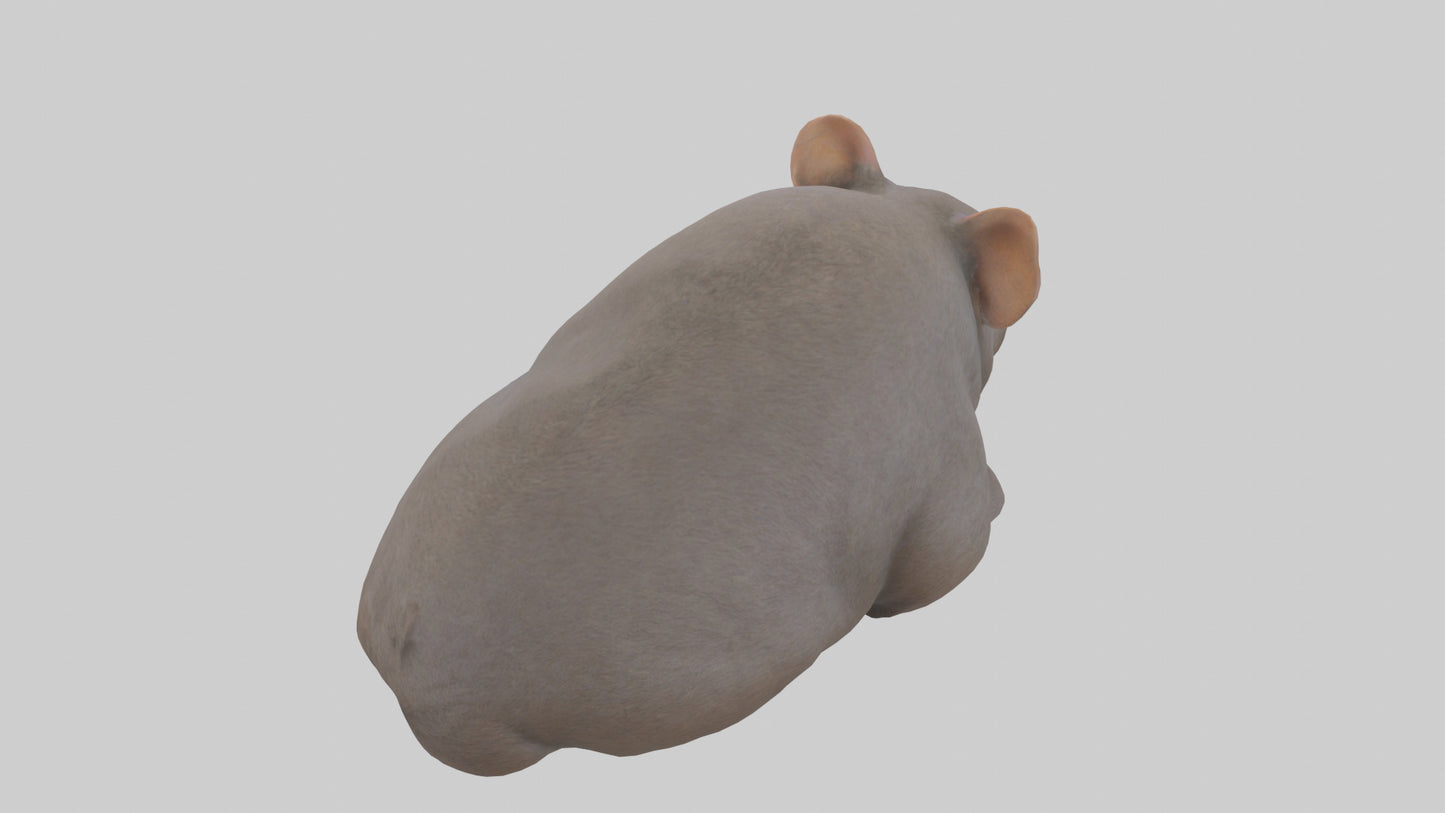 Common Wombat resting model VR / AR / low-poly