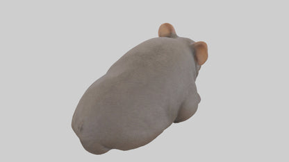 Common Wombat resting model VR / AR / low-poly