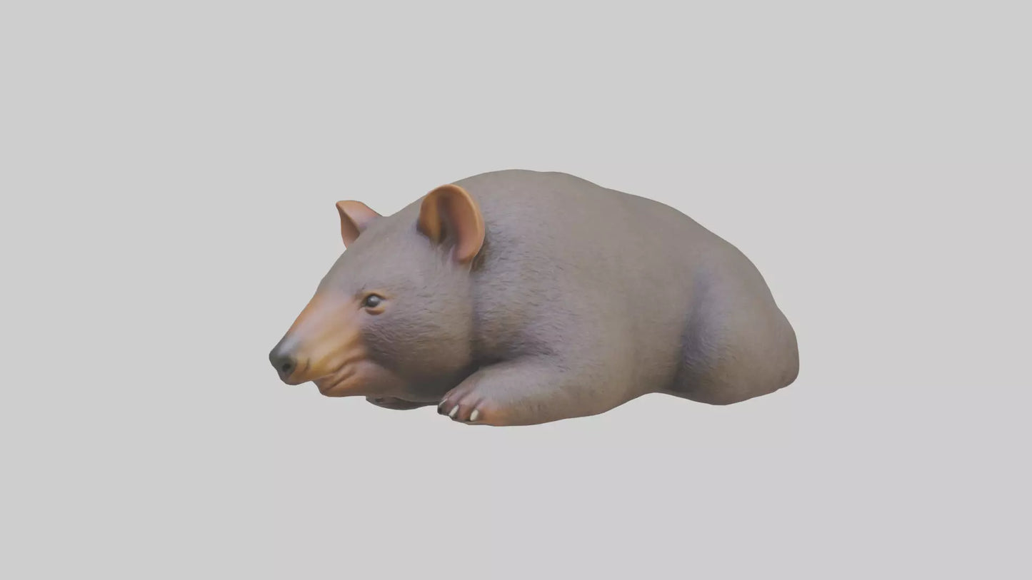 Common Wombat resting model VR / AR / low-poly