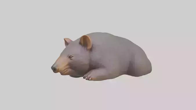 Common Wombat resting model VR / AR / low-poly