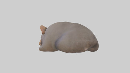 Common Wombat resting model VR / AR / low-poly