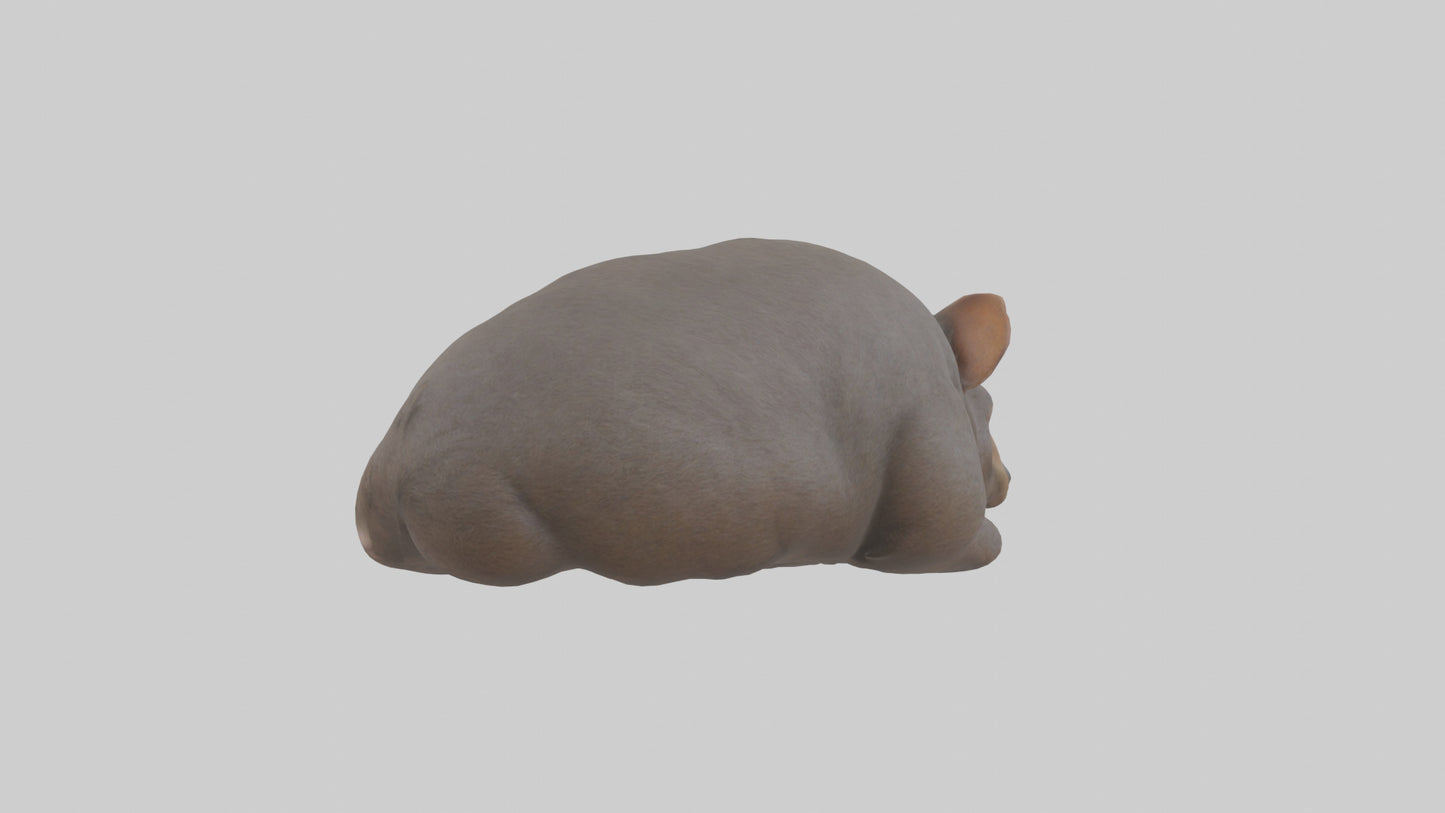 Common Wombat resting model VR / AR / low-poly