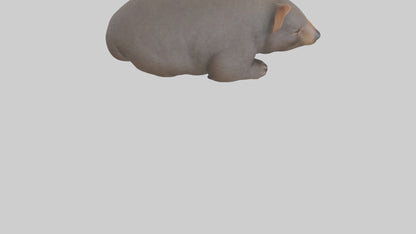 Common Wombat resting model VR / AR / low-poly