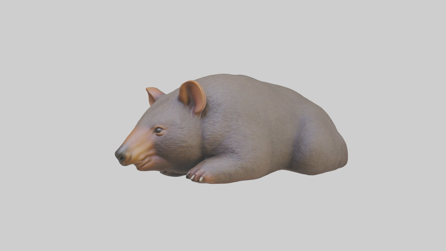 Common Wombat resting model VR / AR / low-poly