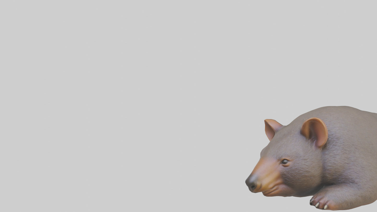 Common Wombat resting model VR / AR / low-poly