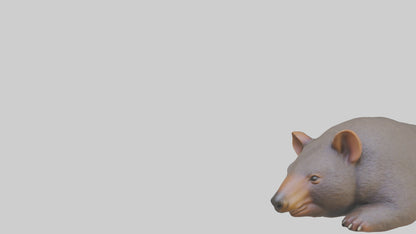 Common Wombat resting model VR / AR / low-poly