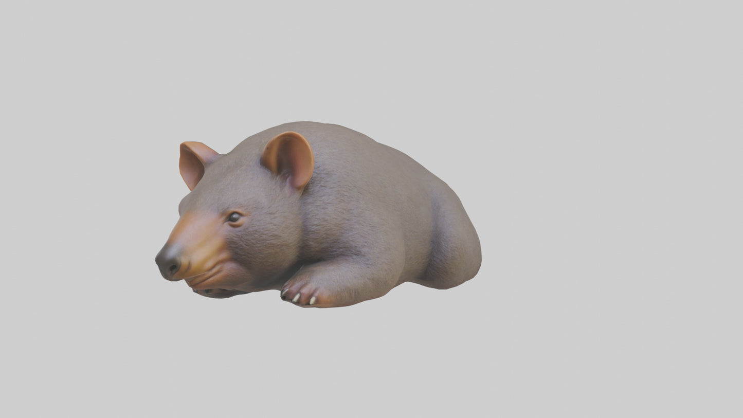 Common Wombat resting model VR / AR / low-poly