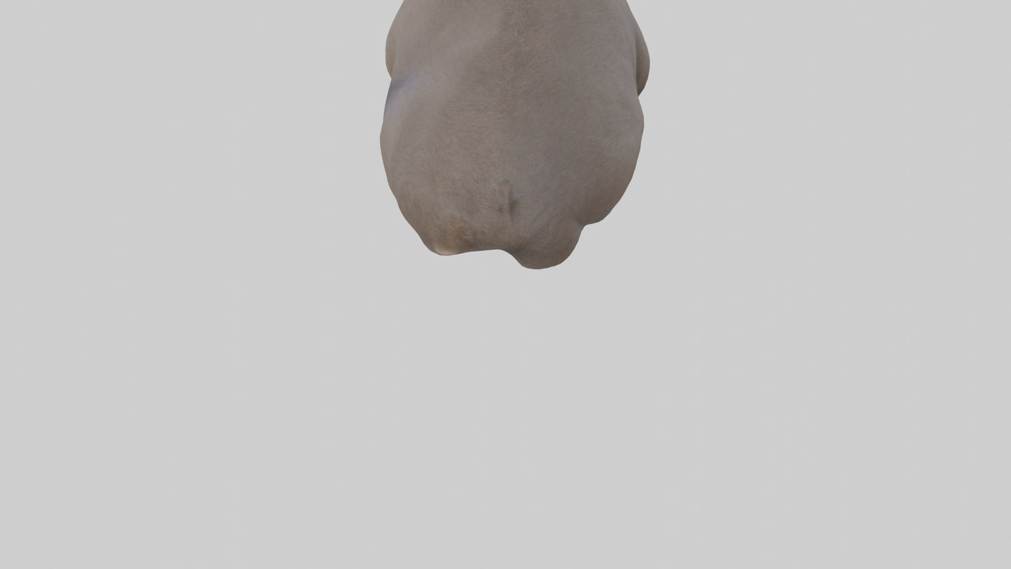 Common Wombat resting model VR / AR / low-poly