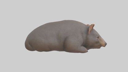 Common Wombat resting model VR / AR / low-poly