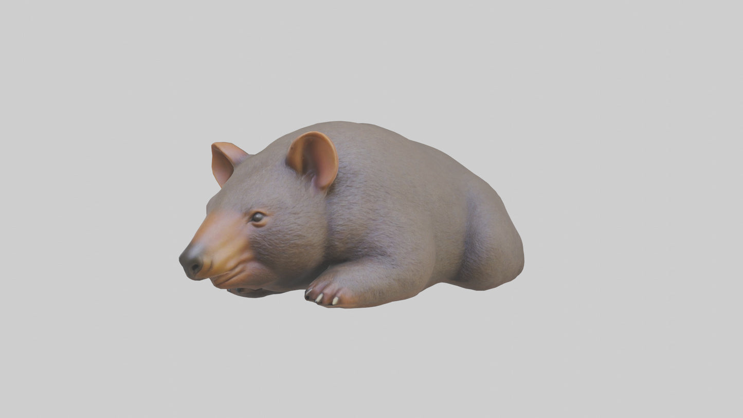 Common Wombat resting model VR / AR / low-poly