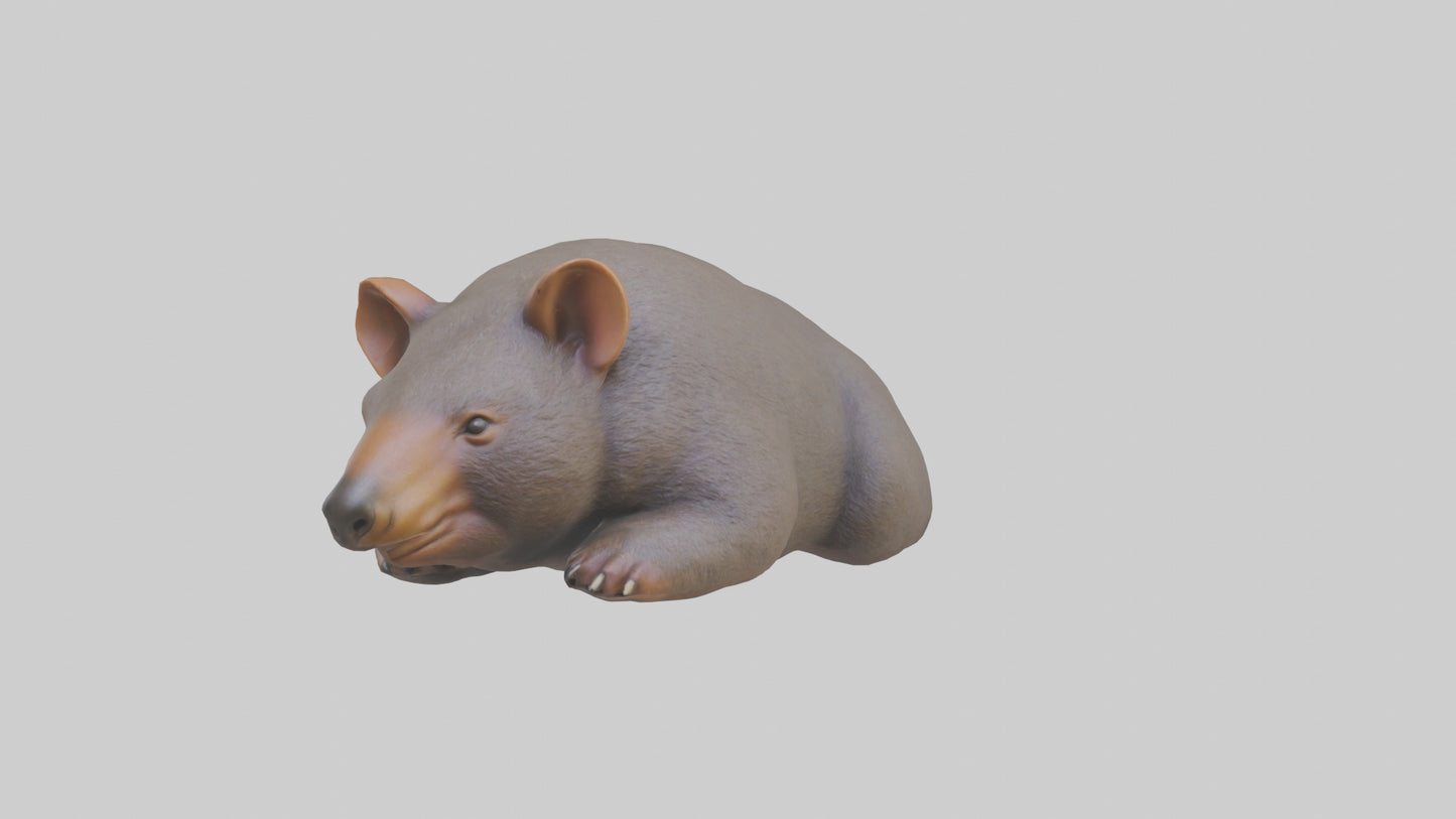 Common Wombat resting model VR / AR / low-poly