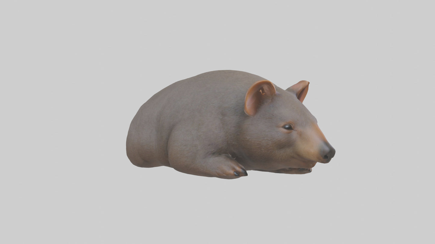 Common Wombat resting model VR / AR / low-poly