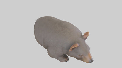 Common Wombat resting model VR / AR / low-poly