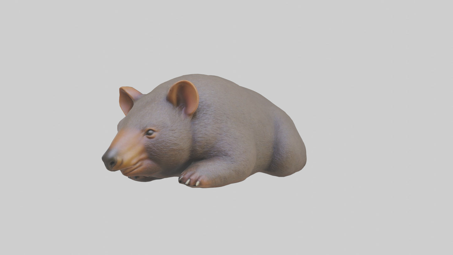 Common Wombat resting model VR / AR / low-poly
