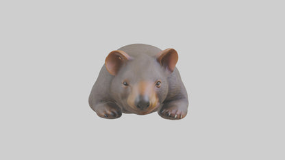 Common Wombat resting model VR / AR / low-poly