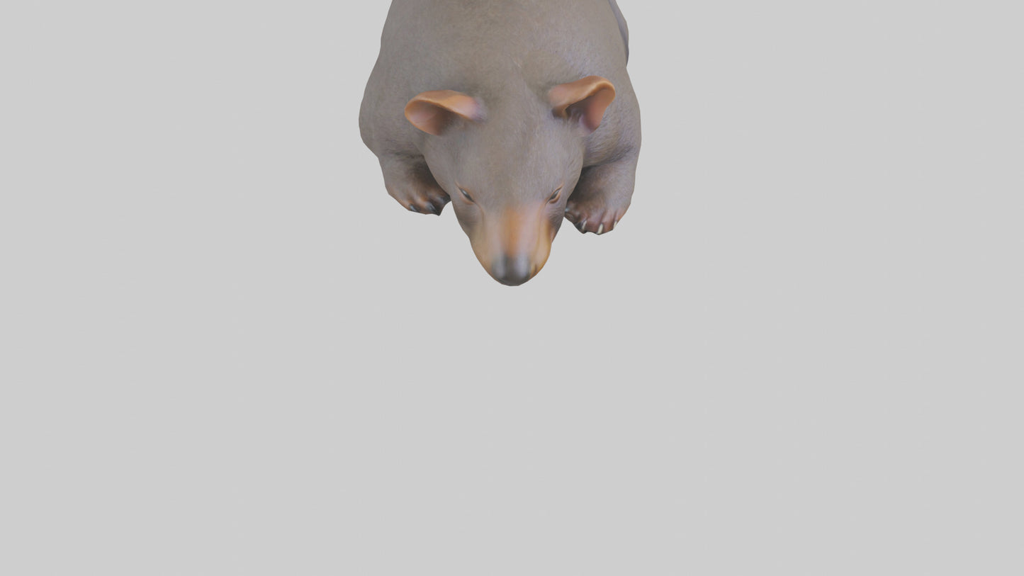 Common Wombat resting model VR / AR / low-poly