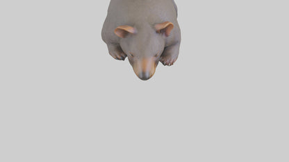 Common Wombat resting model VR / AR / low-poly