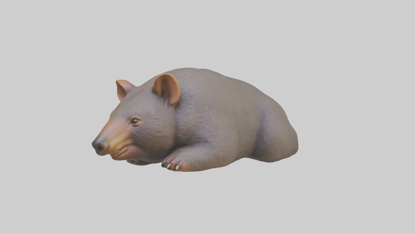 Common Wombat resting model VR / AR / low-poly