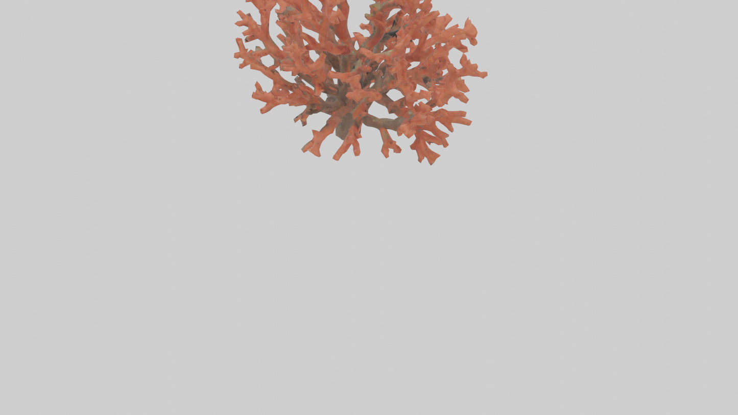 3D model Coral tree model VR / AR / low-poly