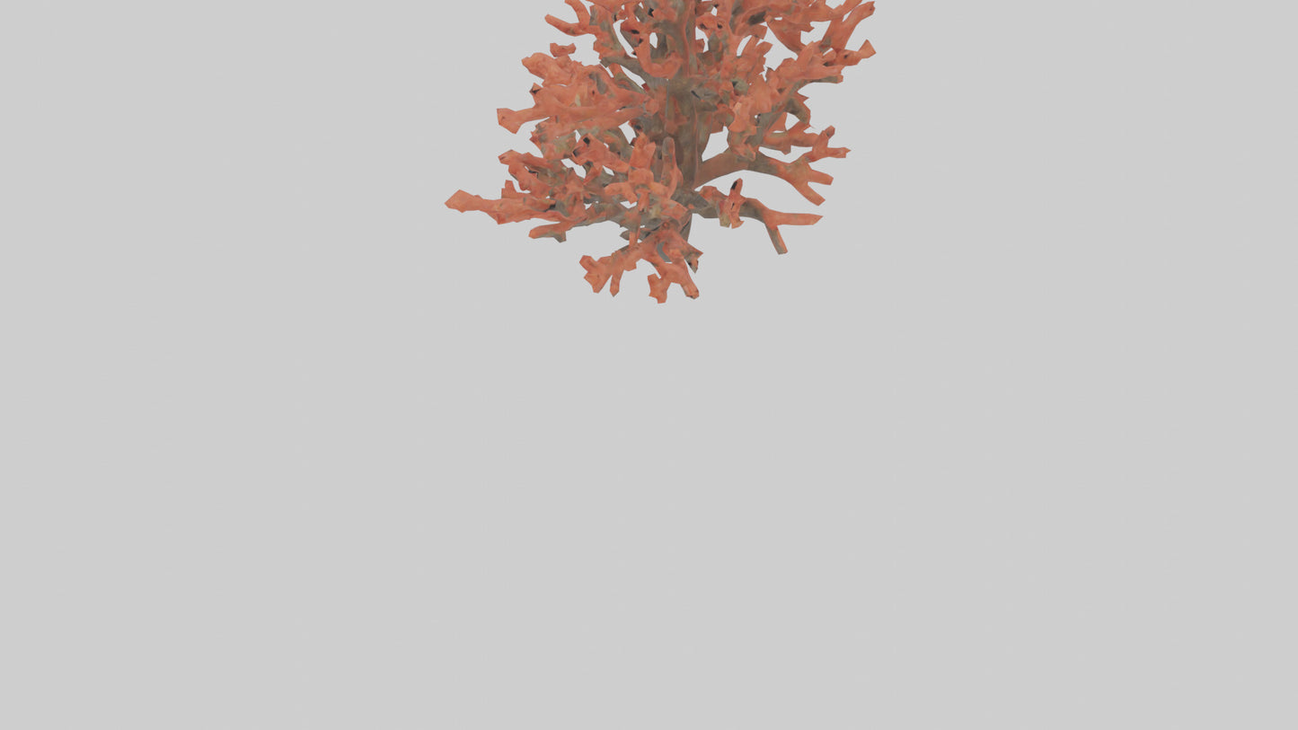 3D model Coral tree model VR / AR / low-poly