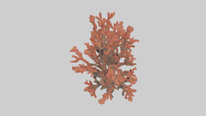 3D model Coral tree model VR / AR / low-poly